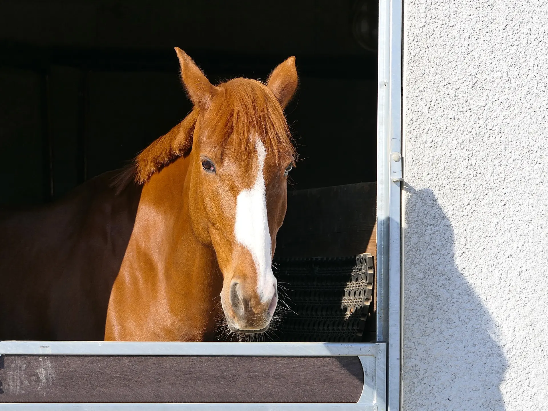 Horse with badger face