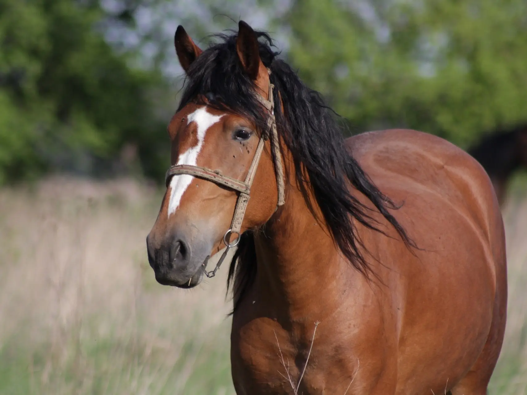 Horse with badger face