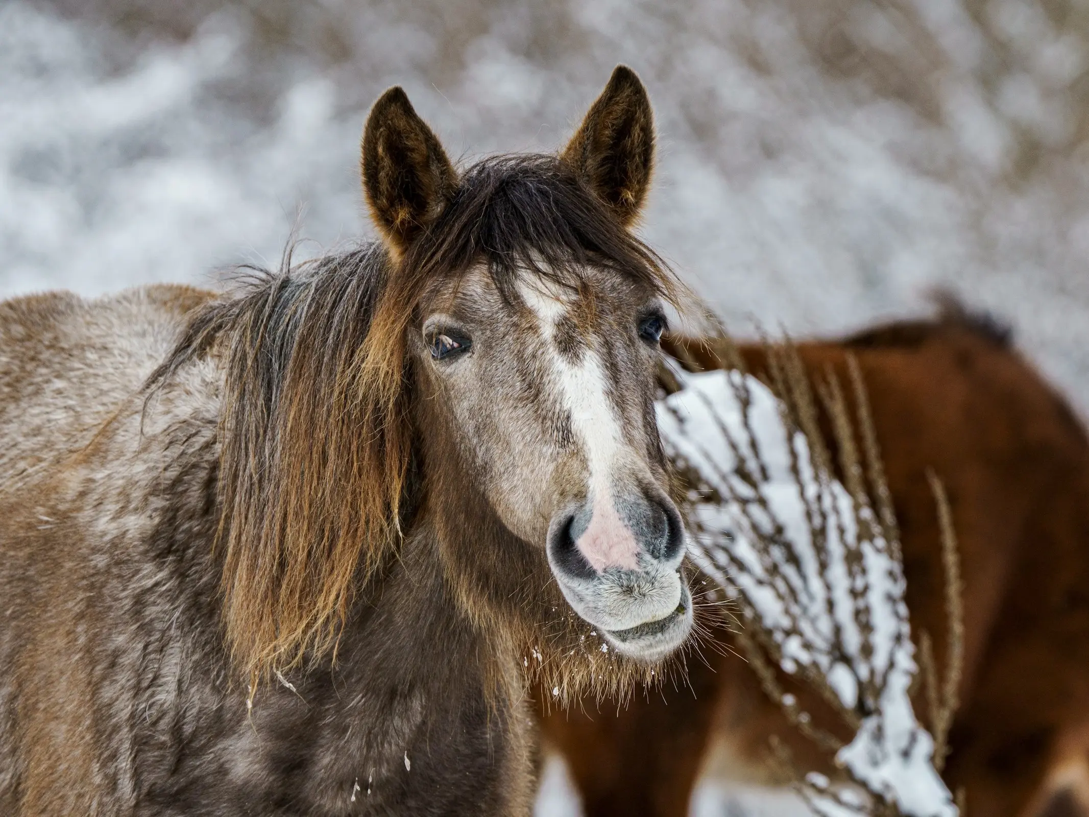 Horse with badger face