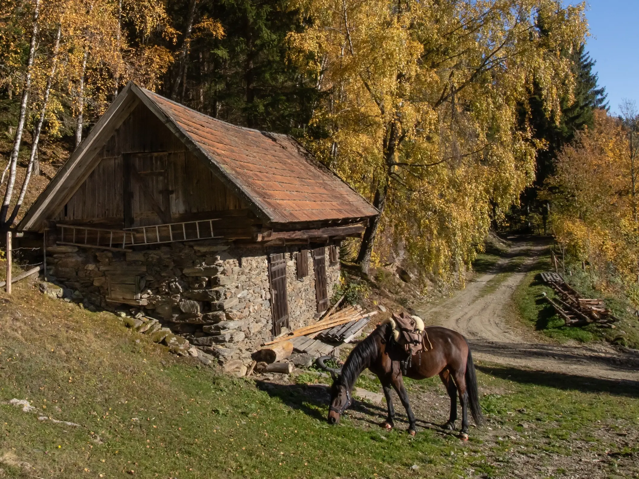 Old Austrian Warmblood