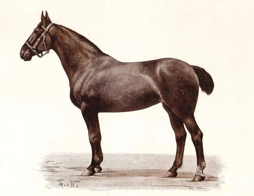 Oldenburger Horse