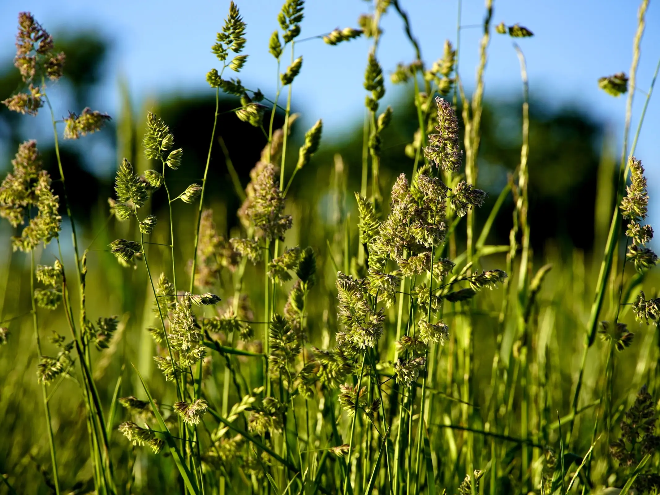 Orchardgrass plant