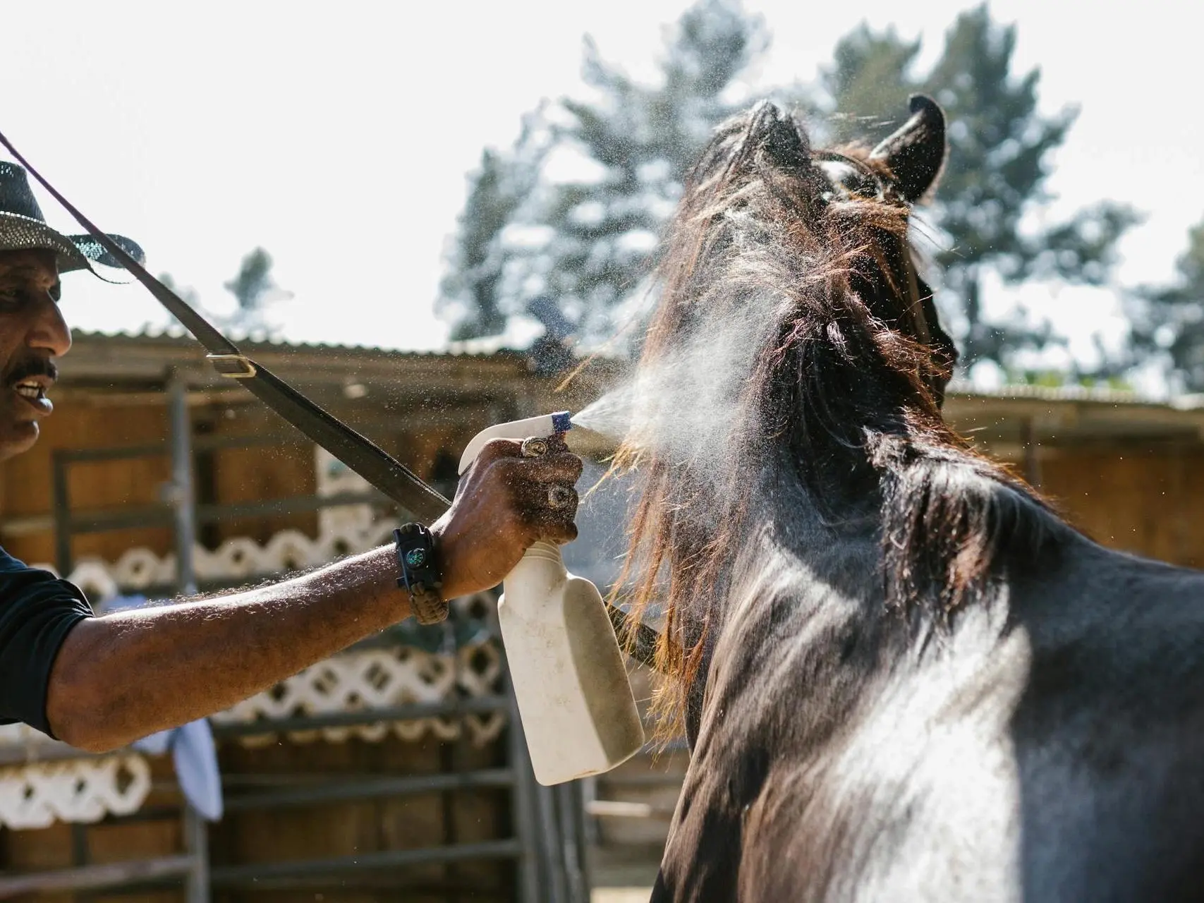 Man spraying a horse