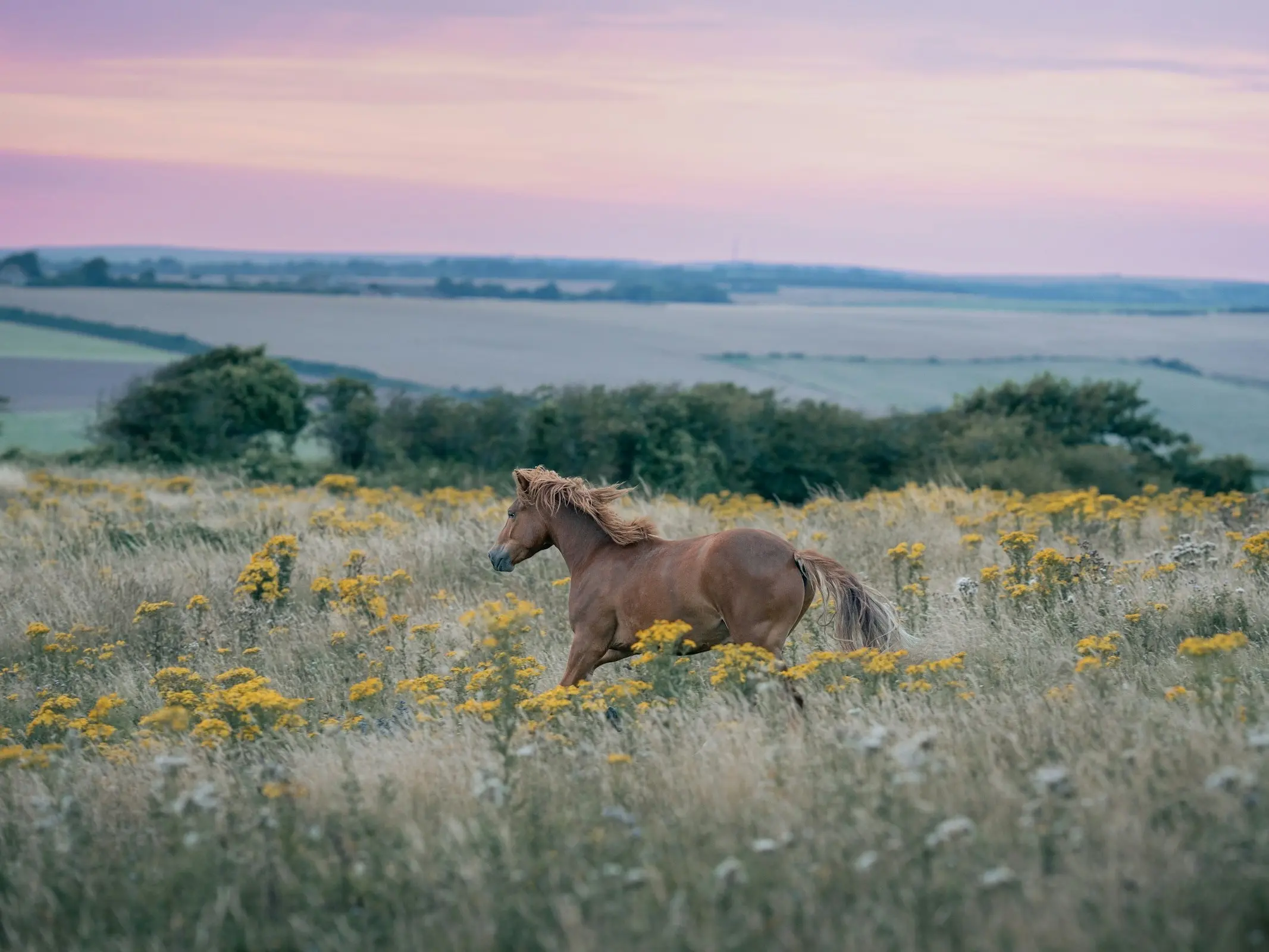 Horse running in a field