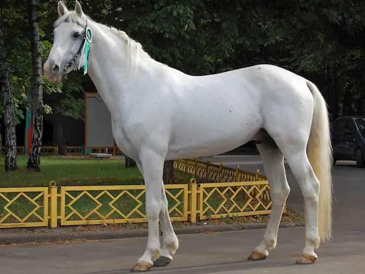 Orlov Trotter Horse