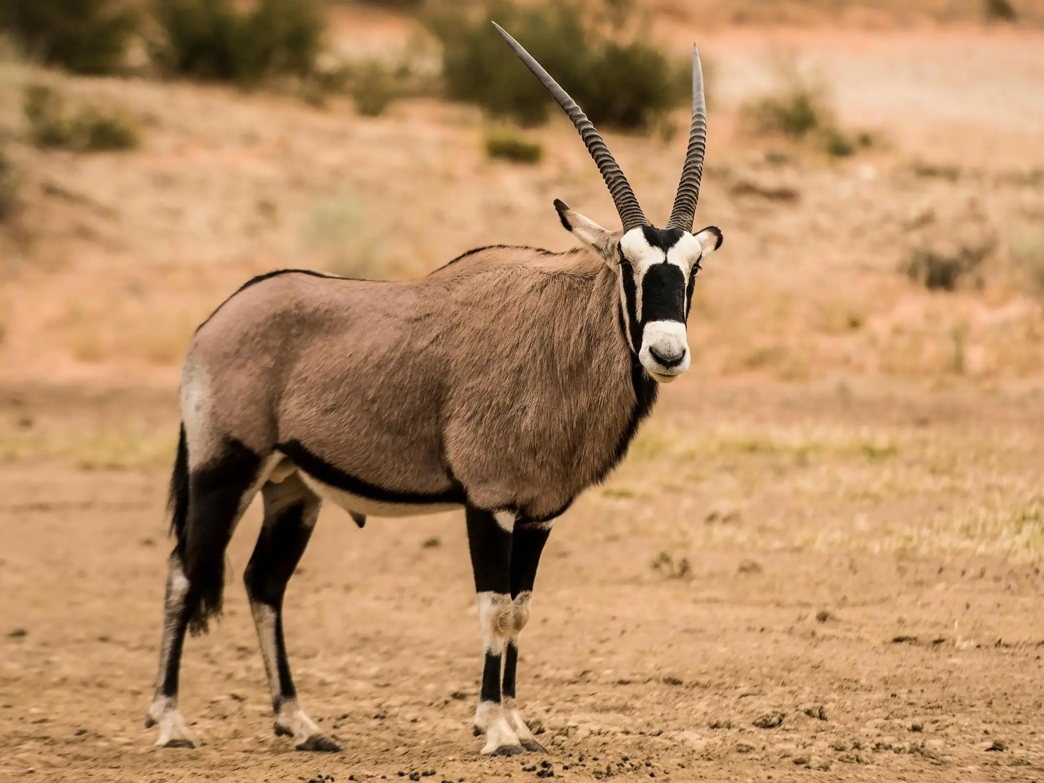 Oryx