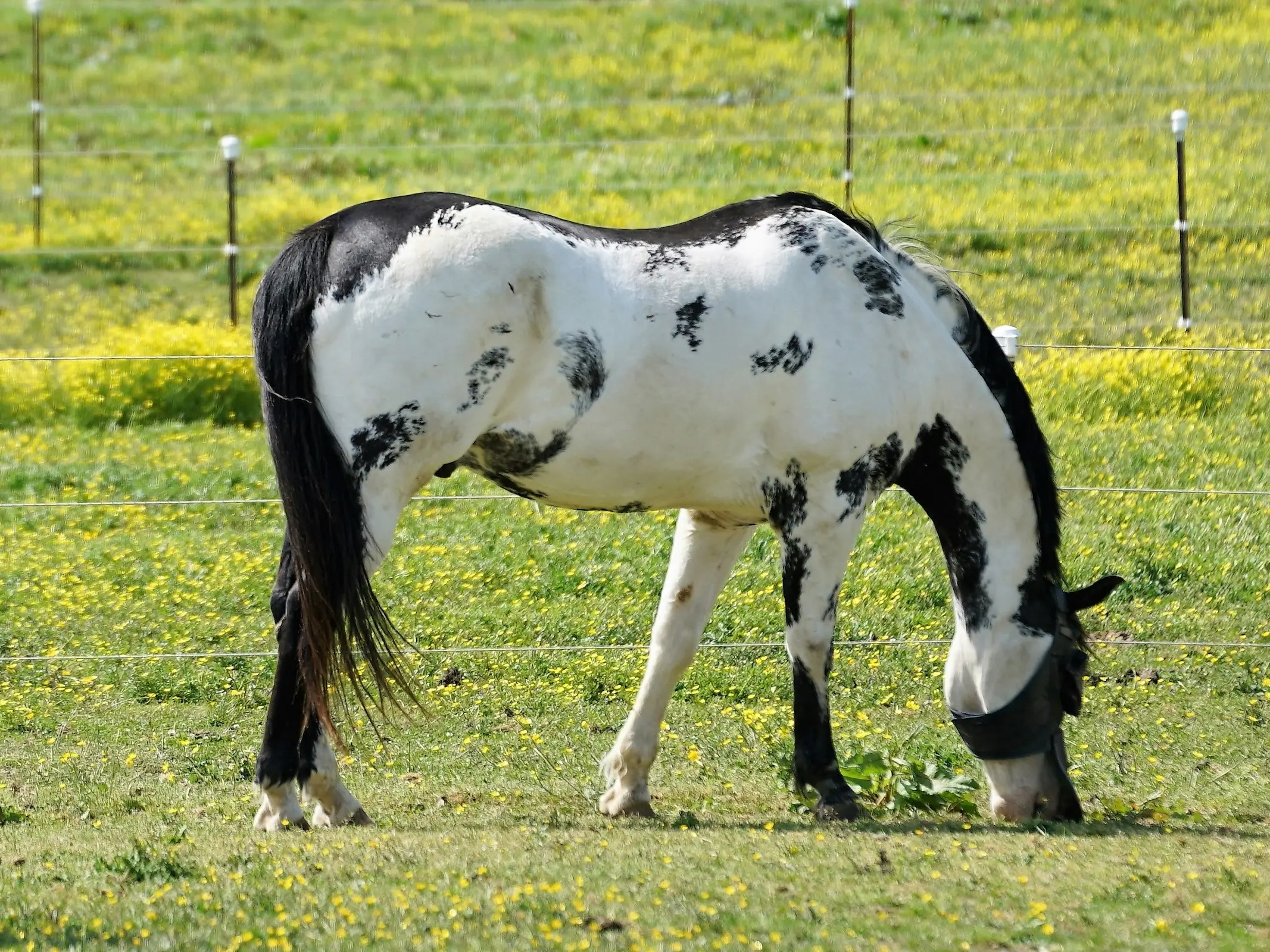 Overo pinto horse