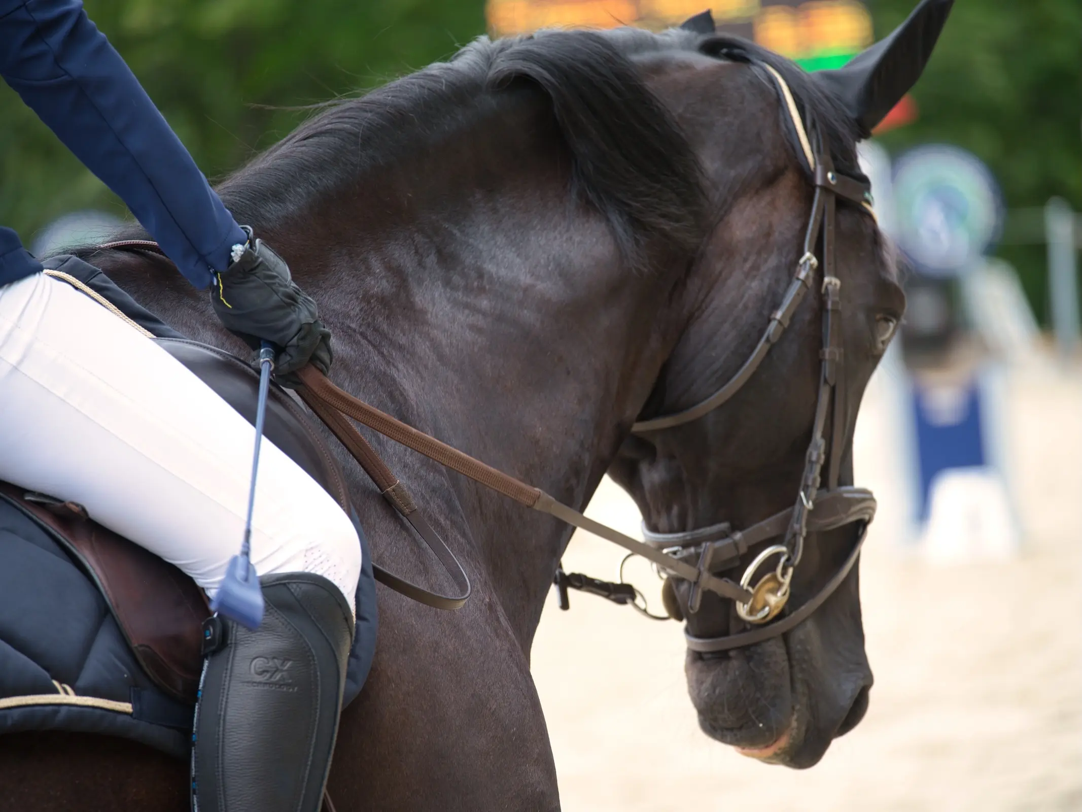 Horse jumping a fence