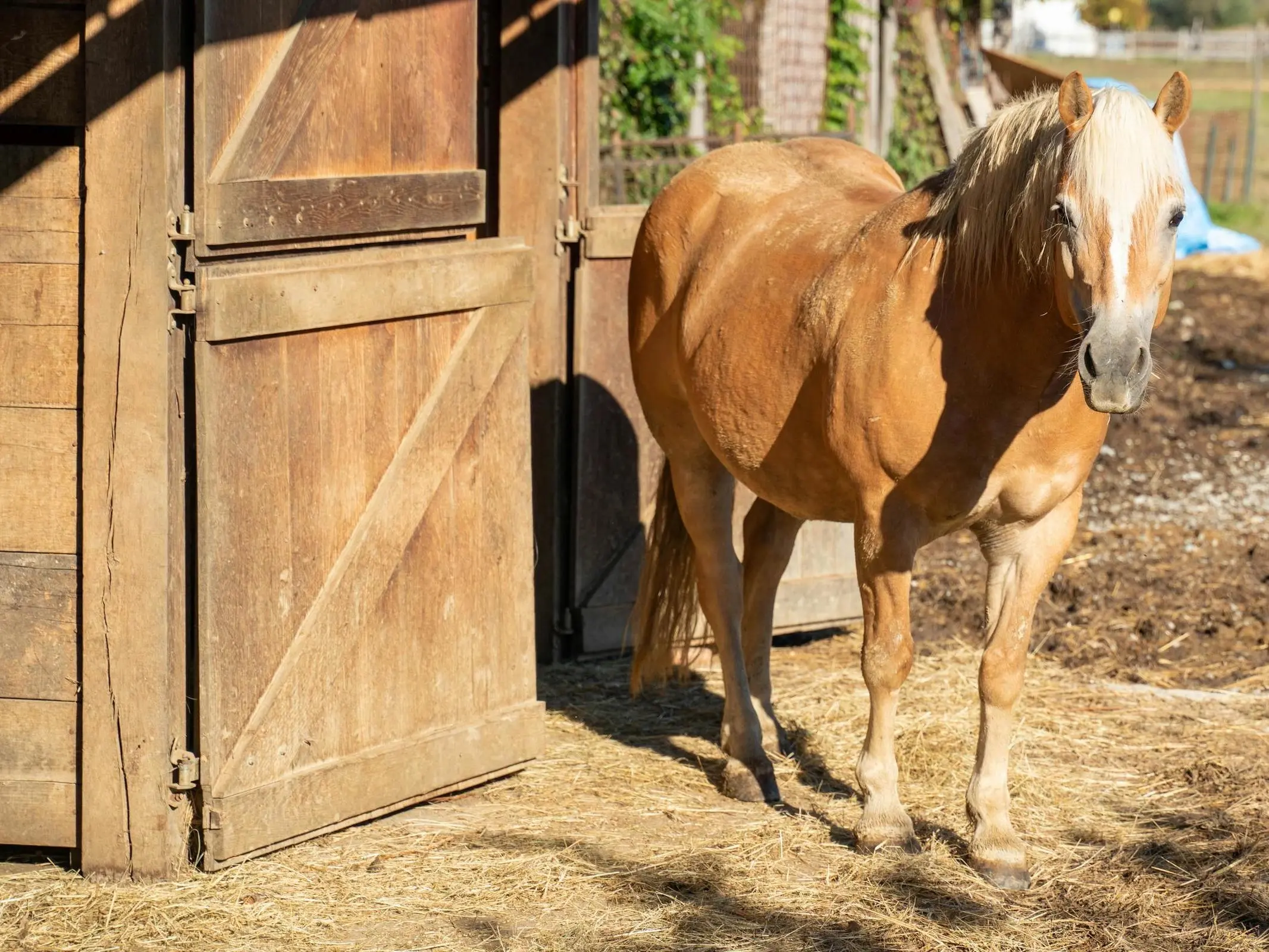 Horse Paddock