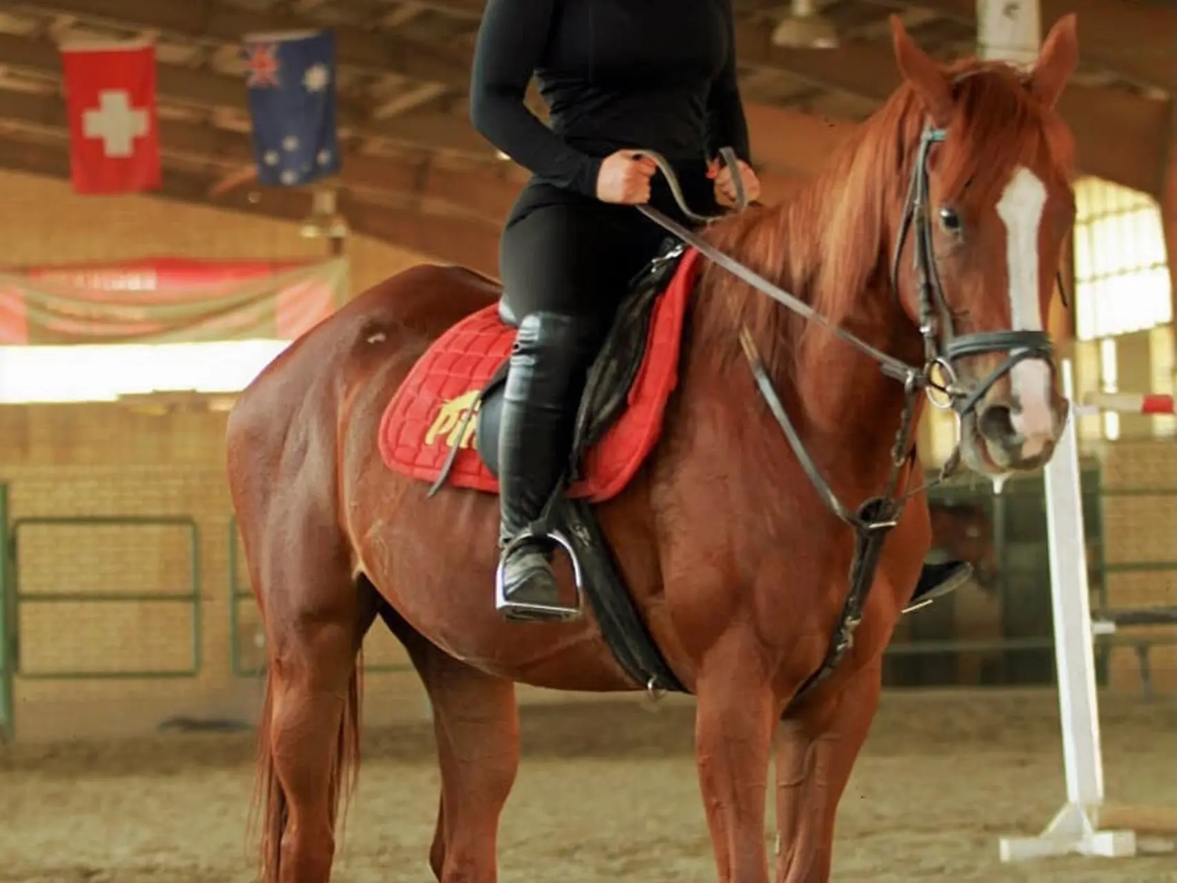 Pahlanvan Horse