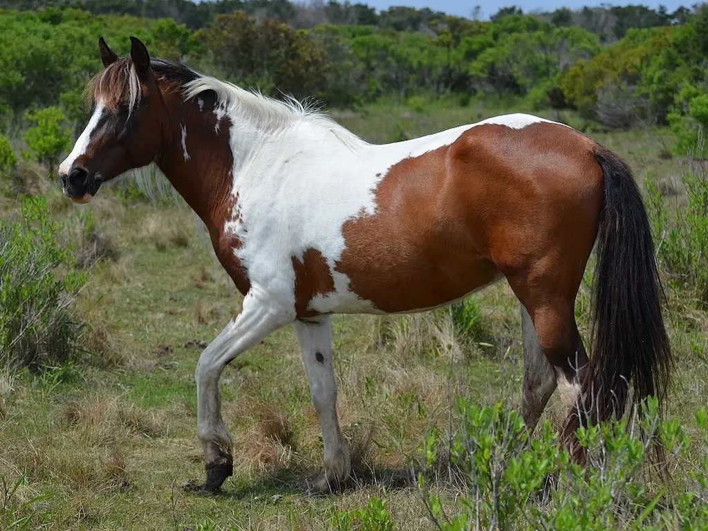 Paint Pony