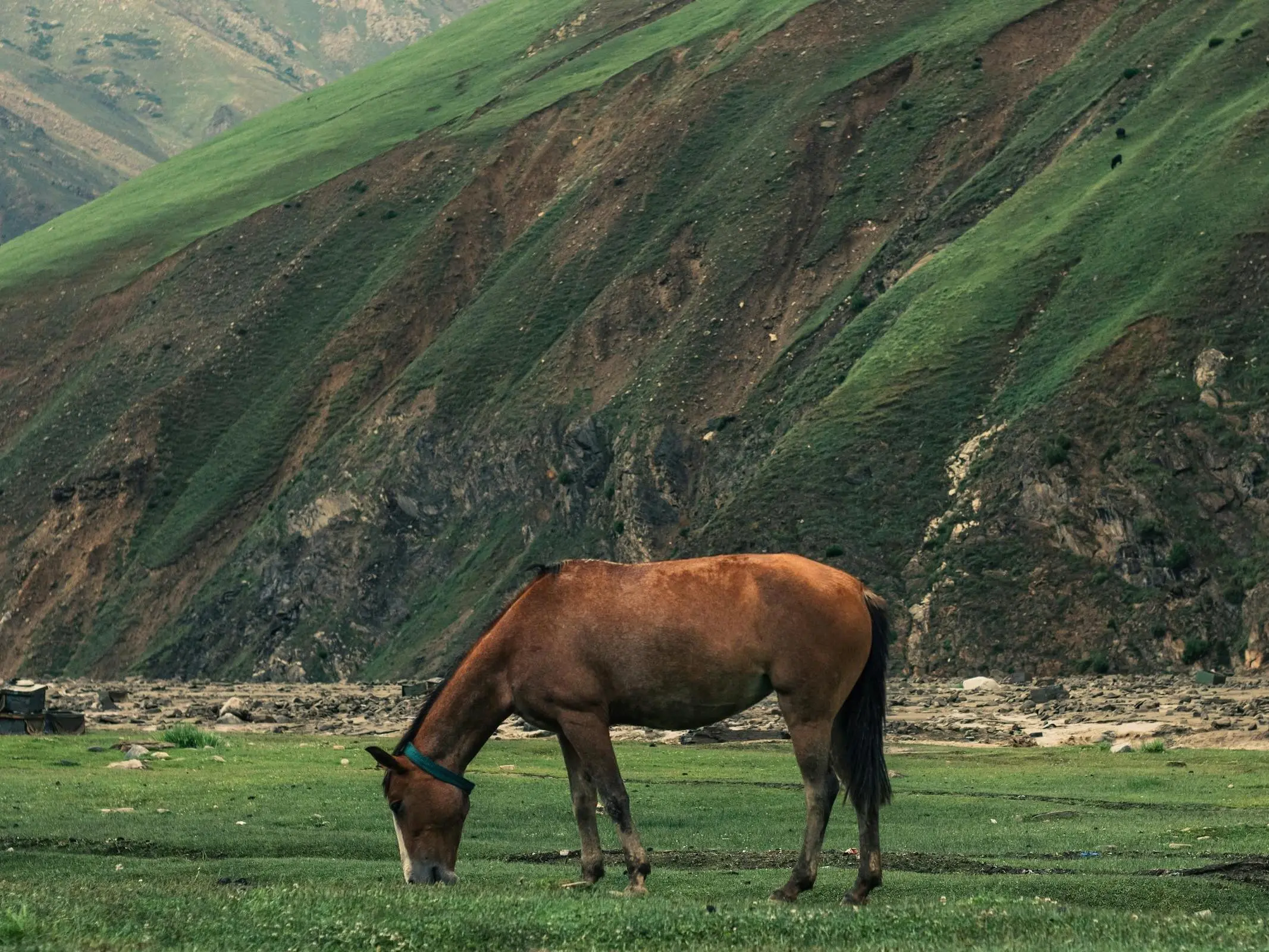 Pakistani Mountain Horse