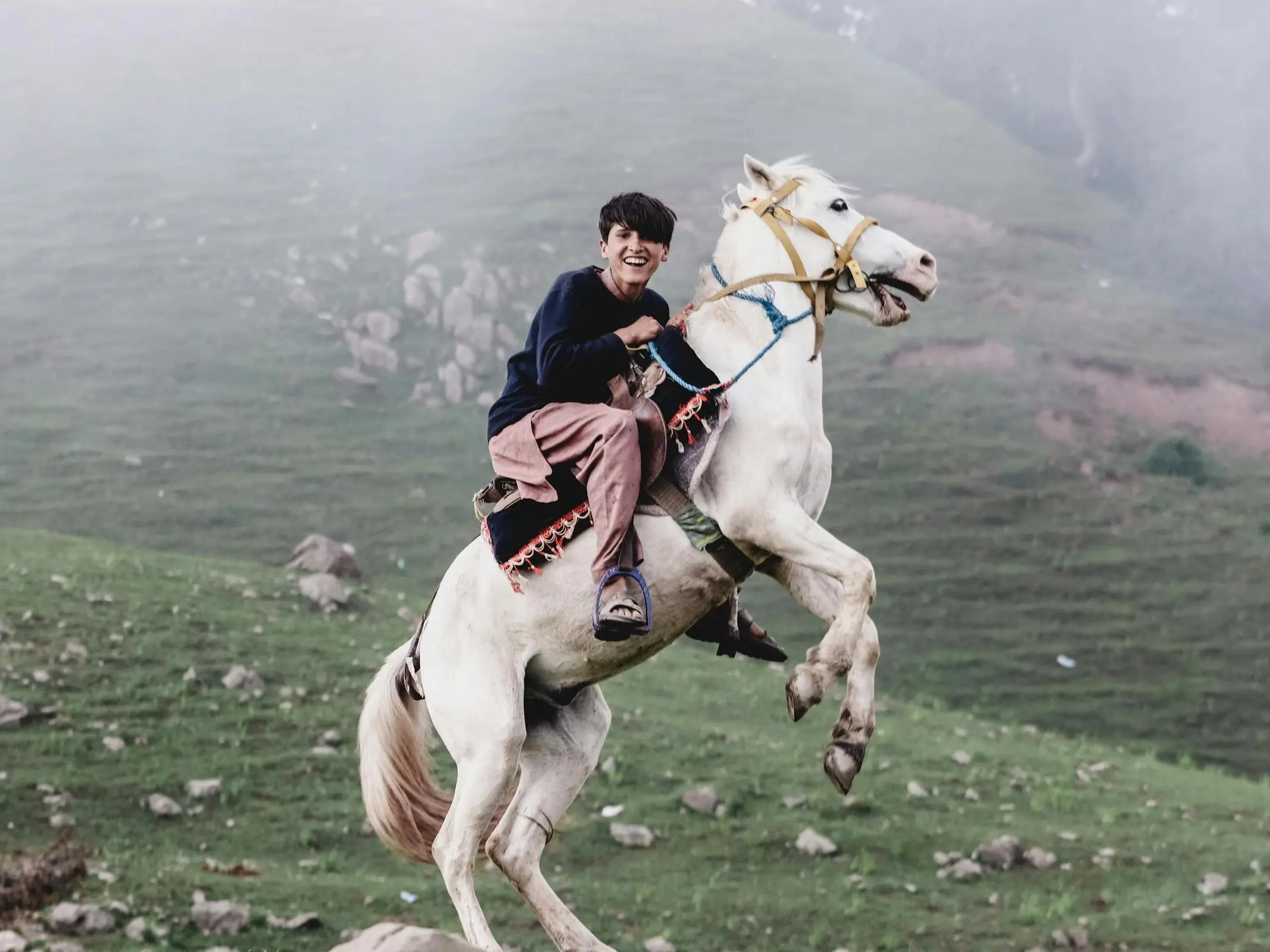 Pakistani Mountain Horse