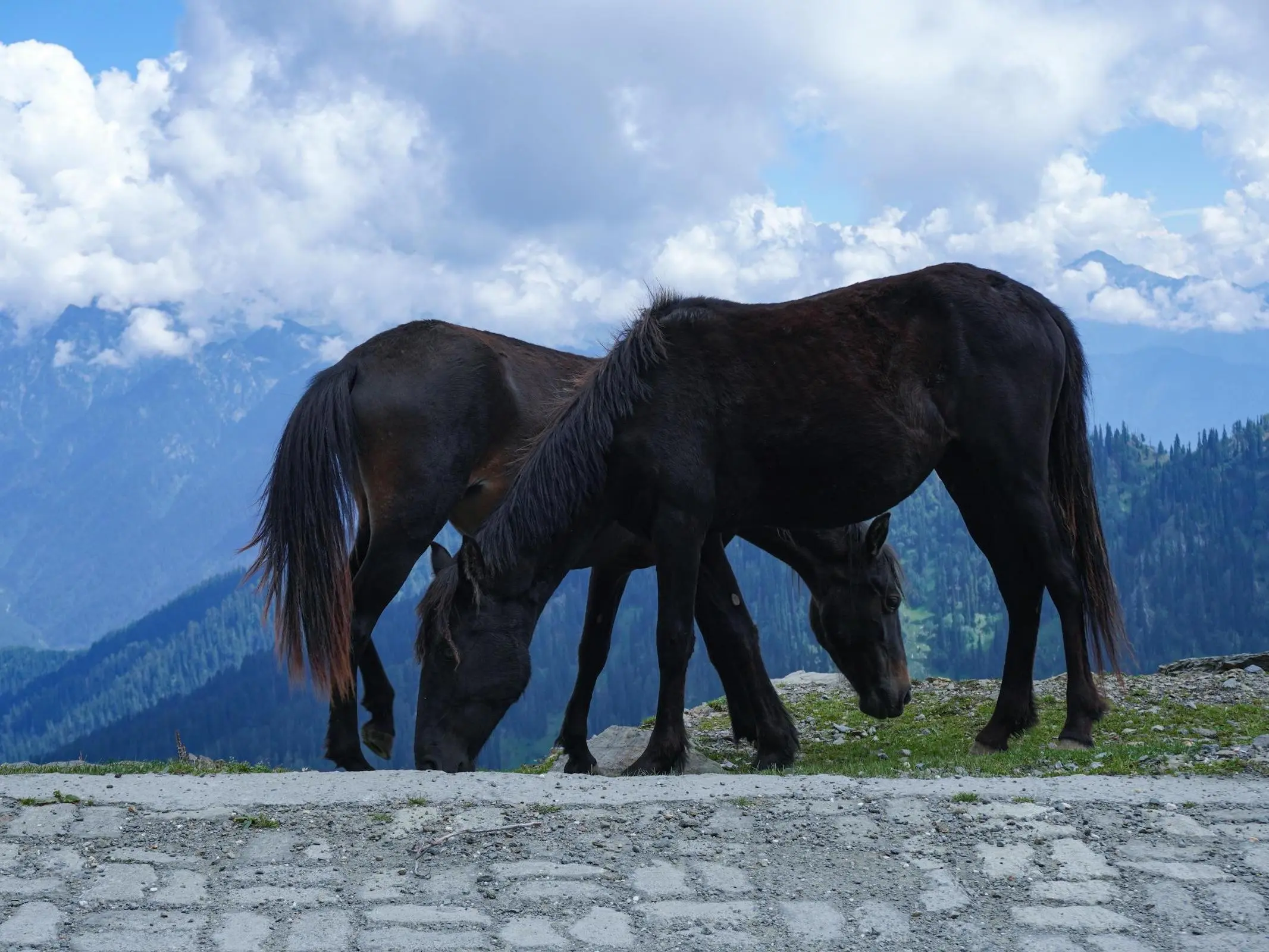 Pakistani Mountain Horse