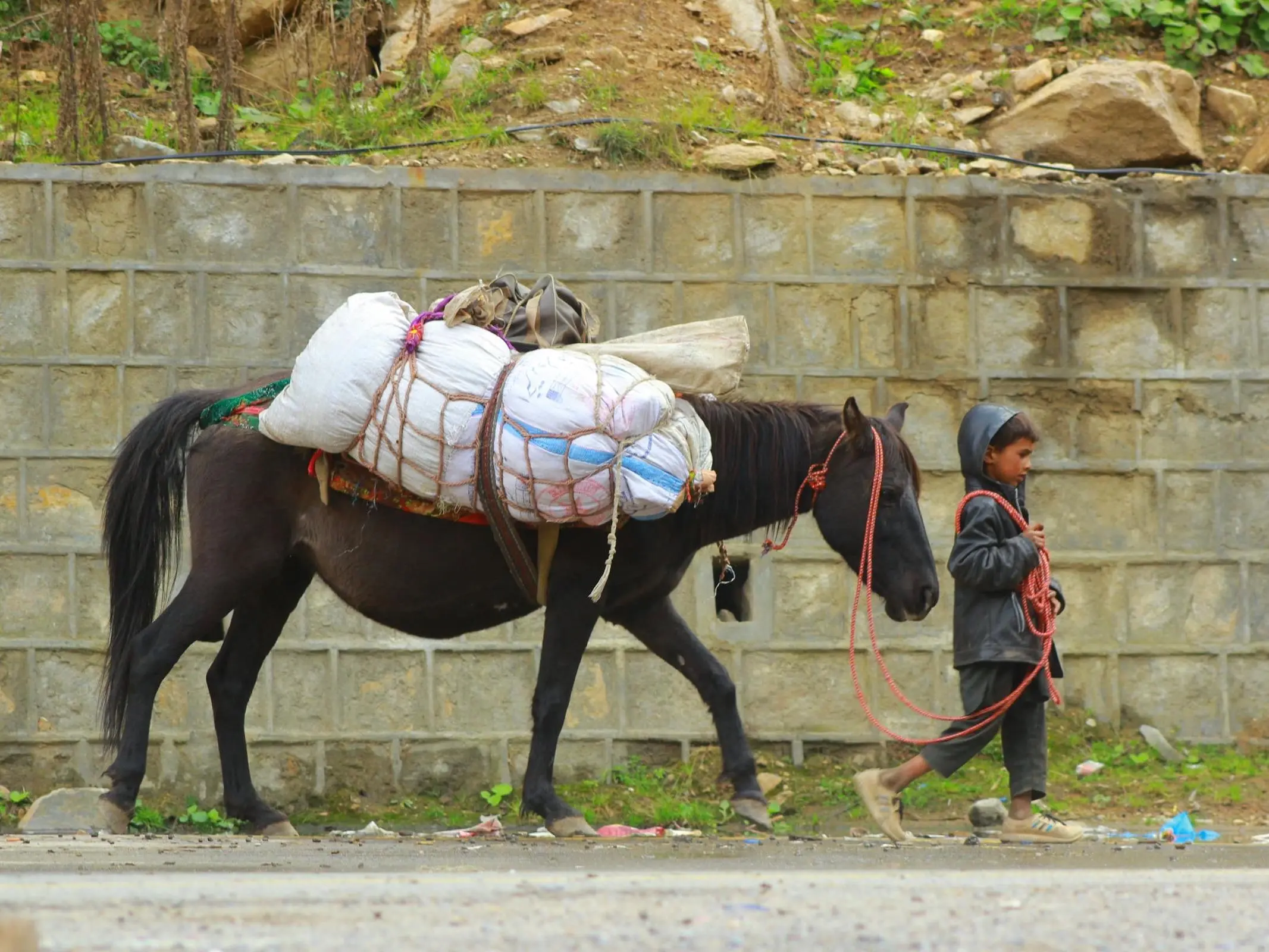 Pakistani Mountain Horse