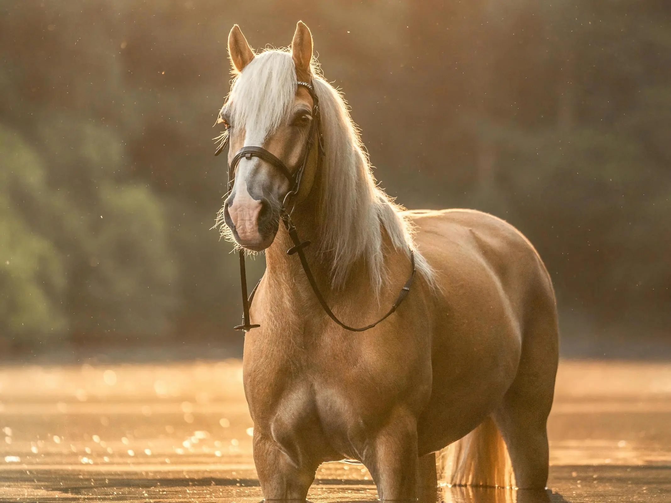 Palomino horse