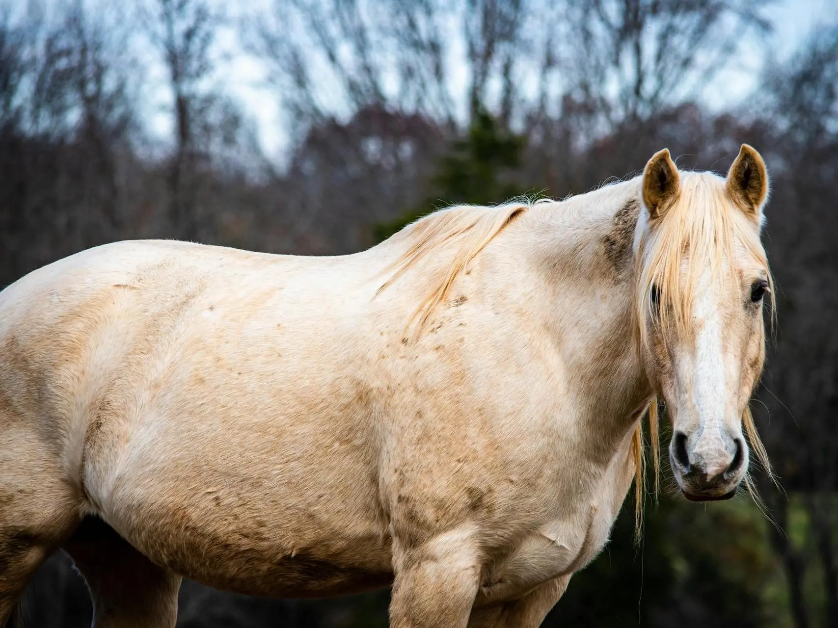 Palomino horse