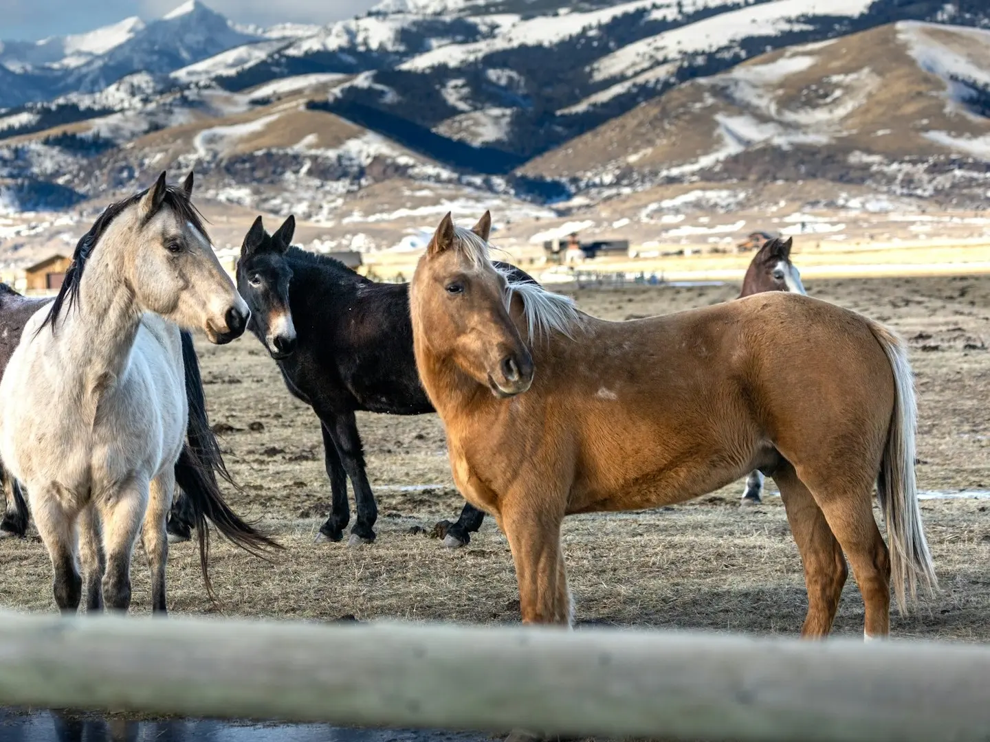 Palomino horse