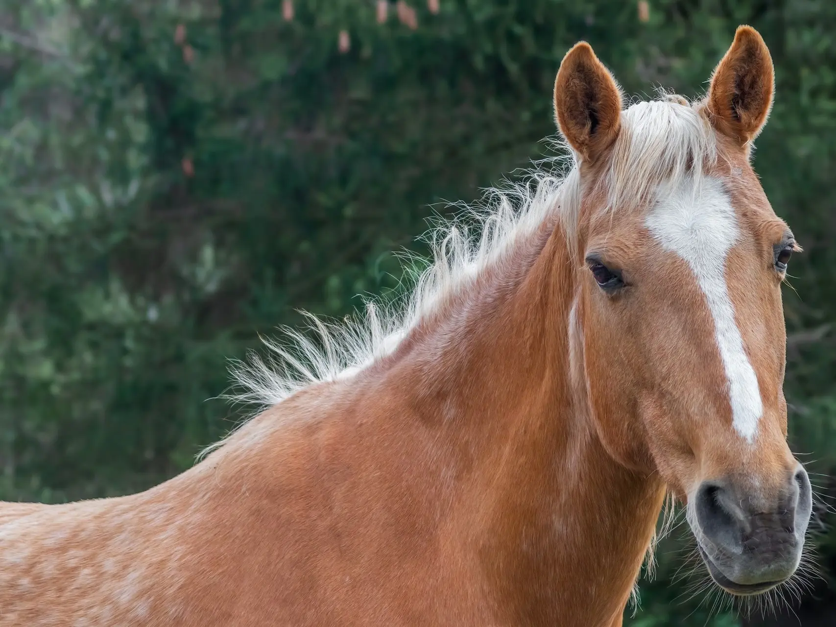 Palomino horse