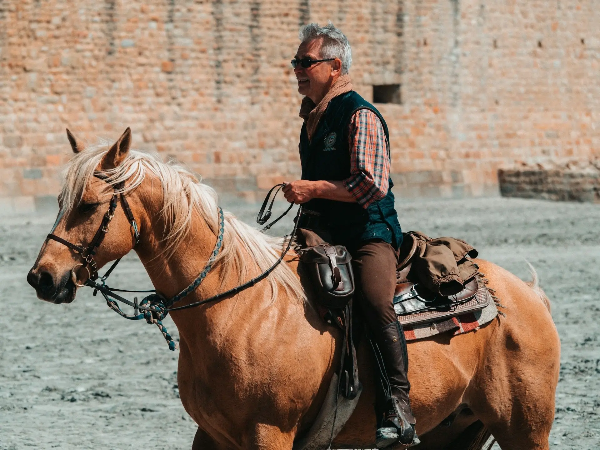 Palomino horse