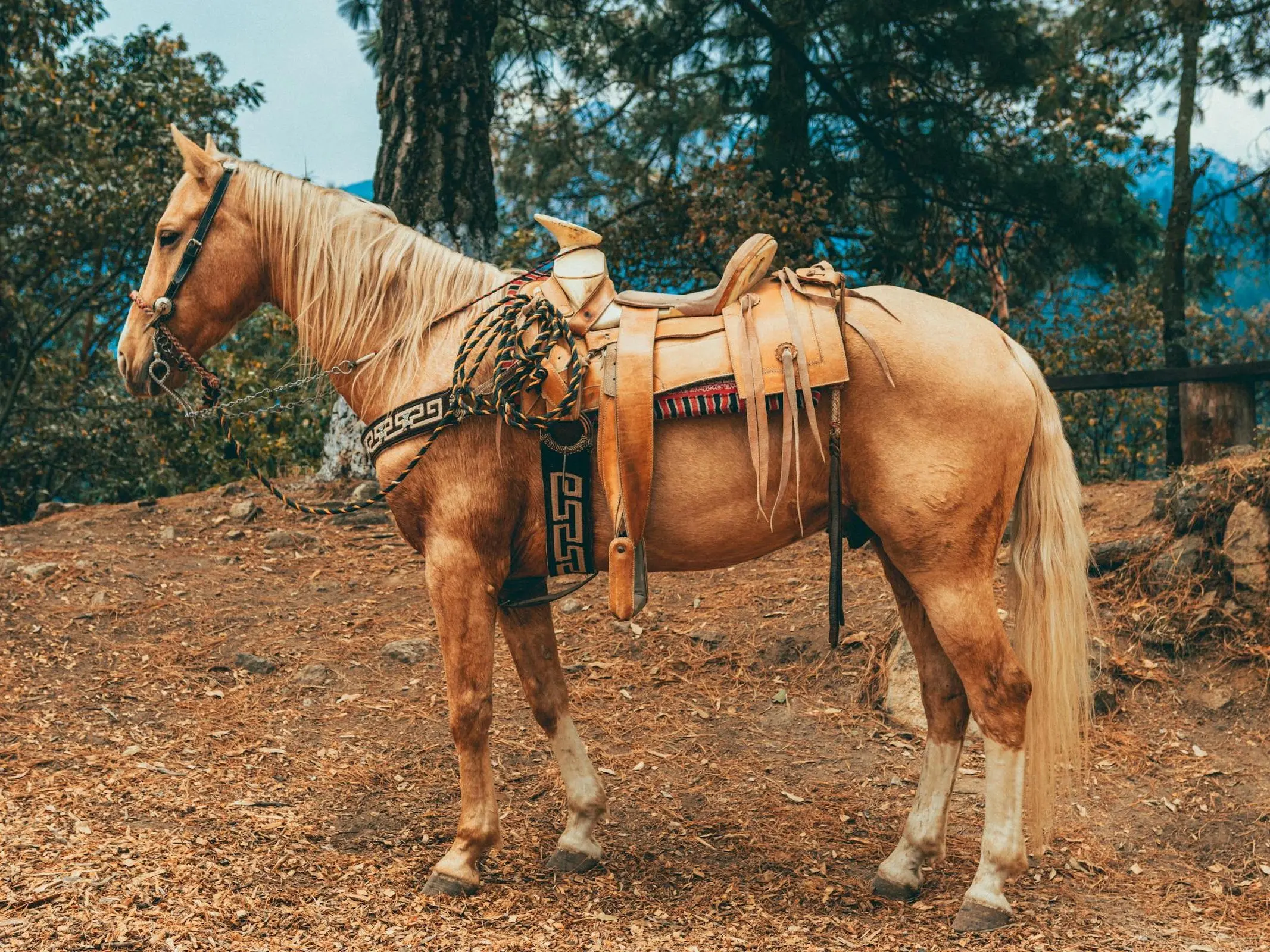 Palomino horse