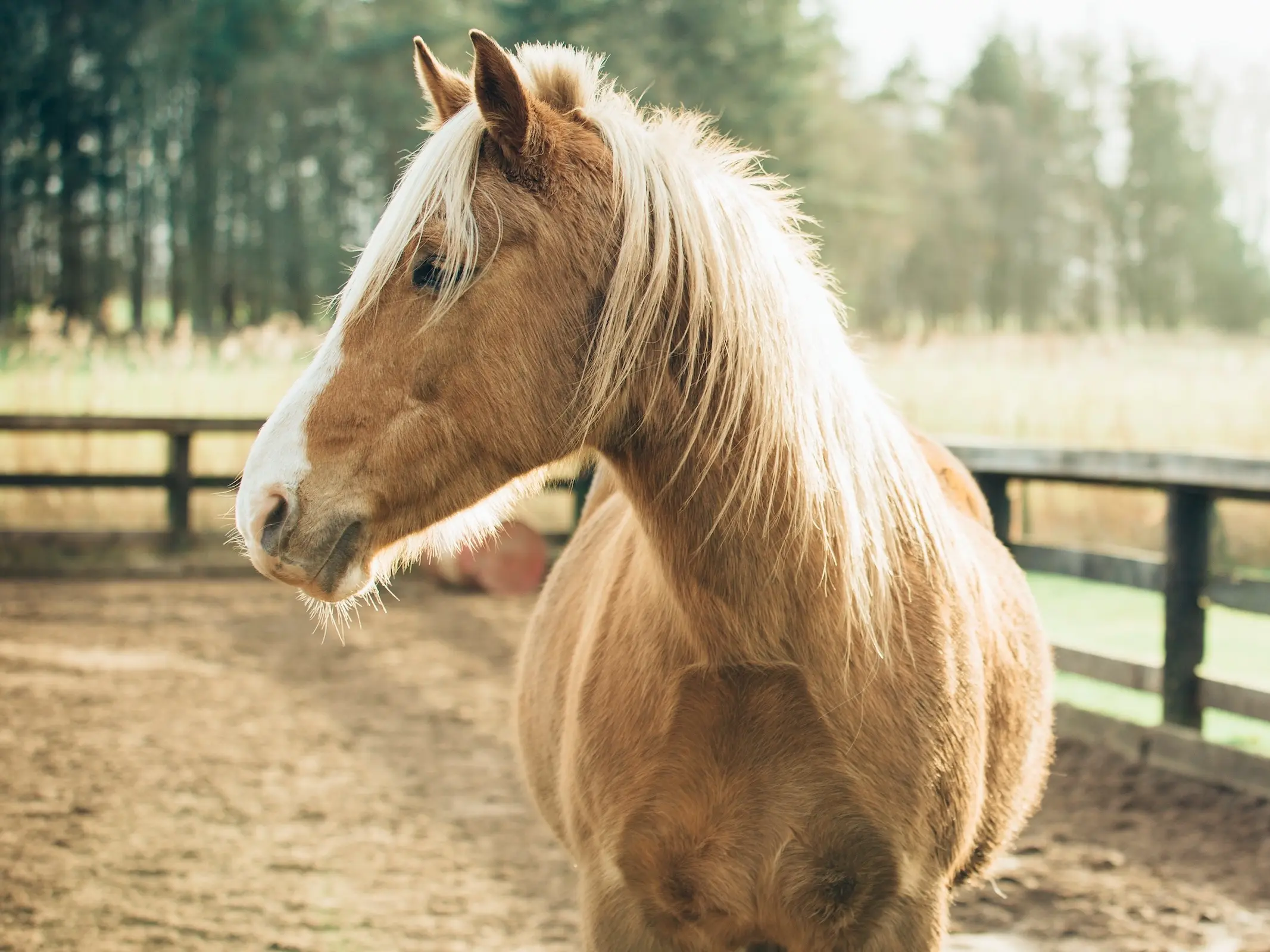 Palomino horse