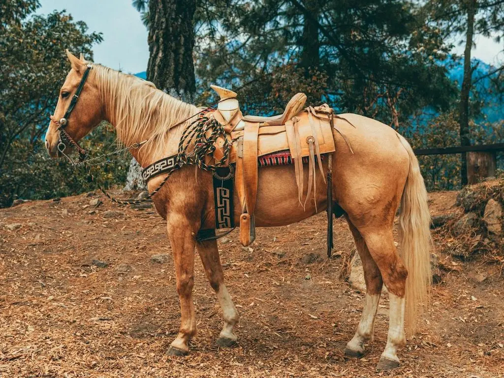 Palomino