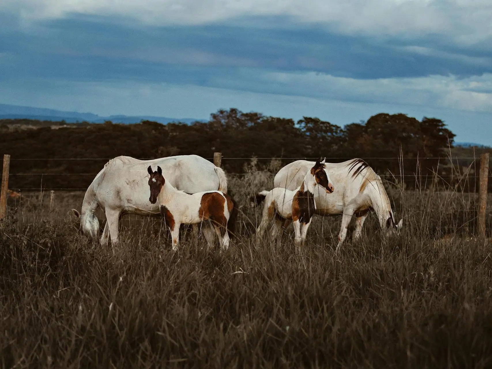 Pampa Horse