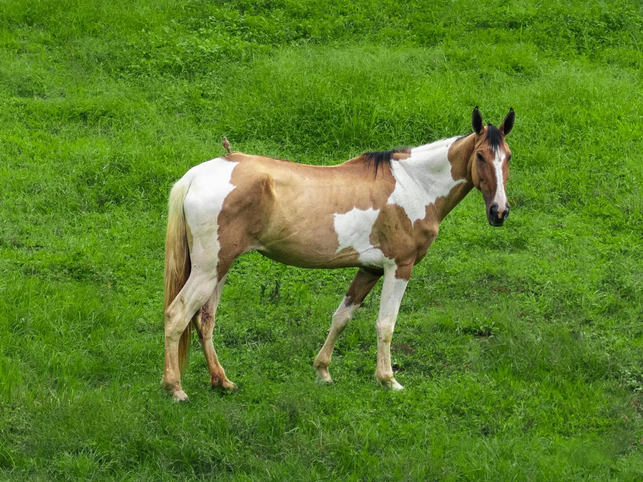 Pampa Horse