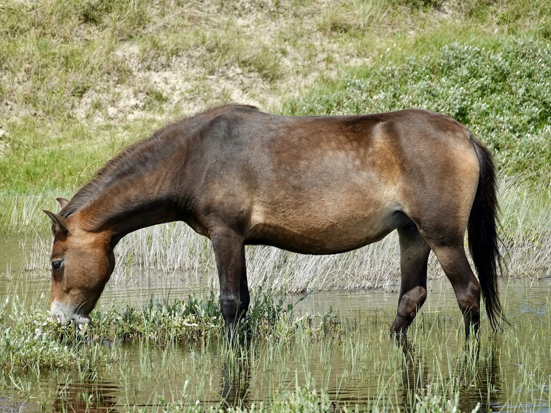 Mealy horse drinking water