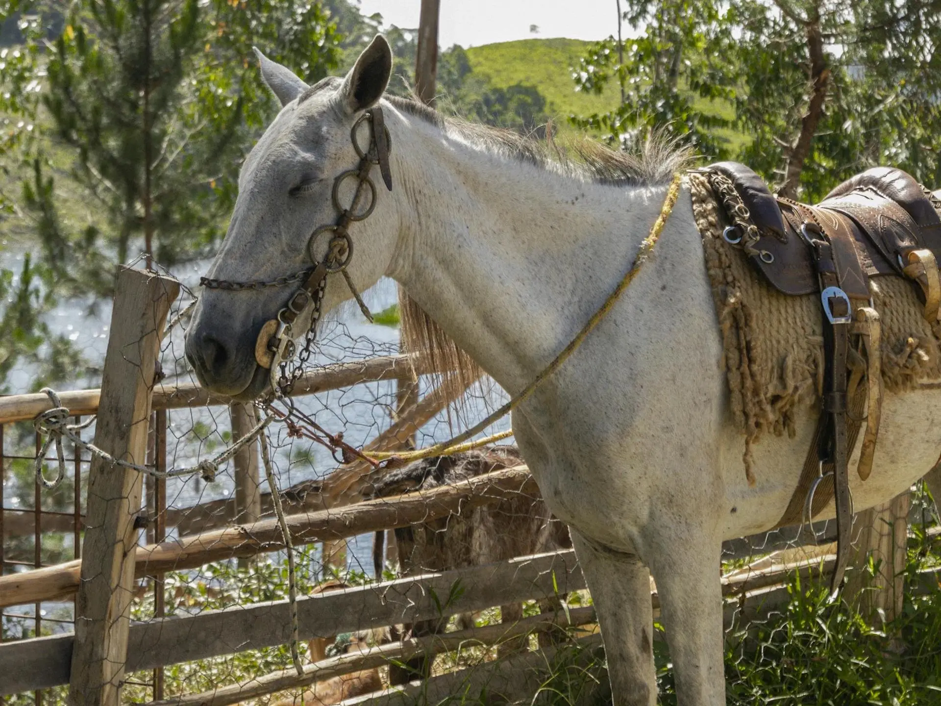 Pantaneiro Horse