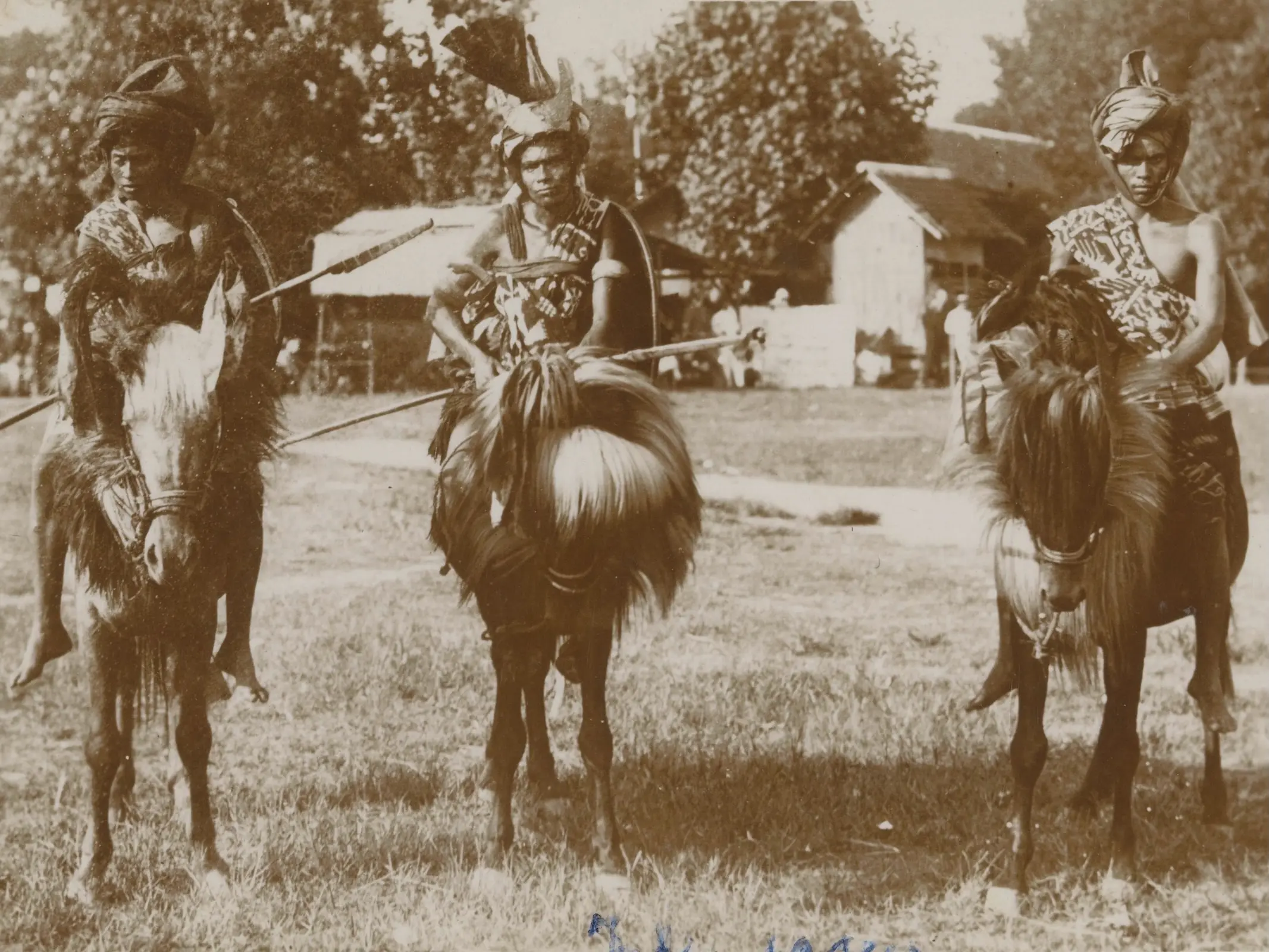 Papua New Guinea Horse