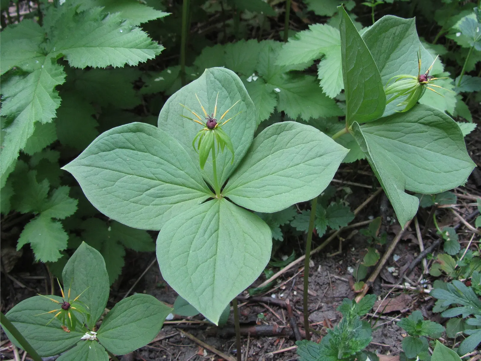 Herb Paris