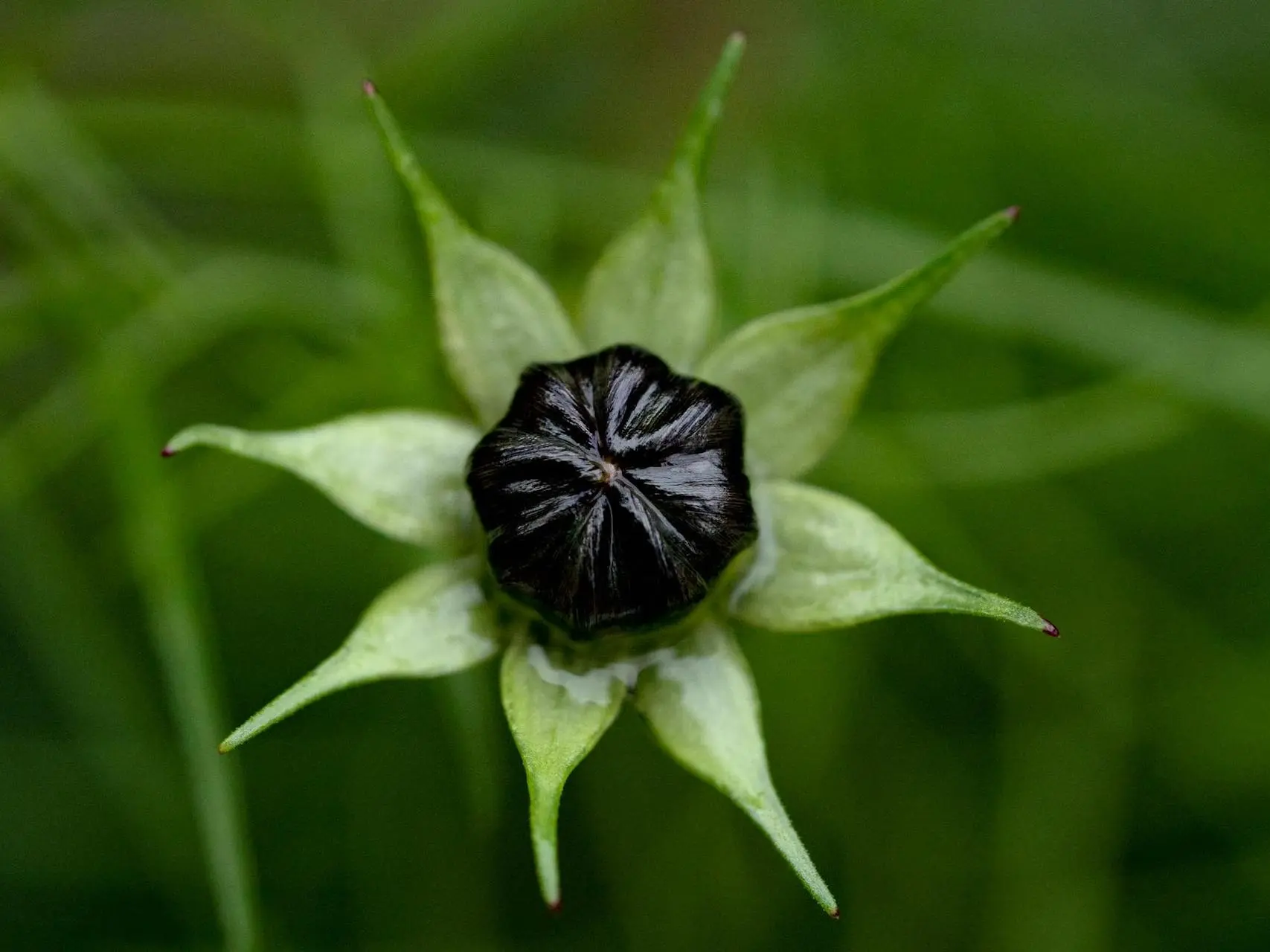 Herb Paris