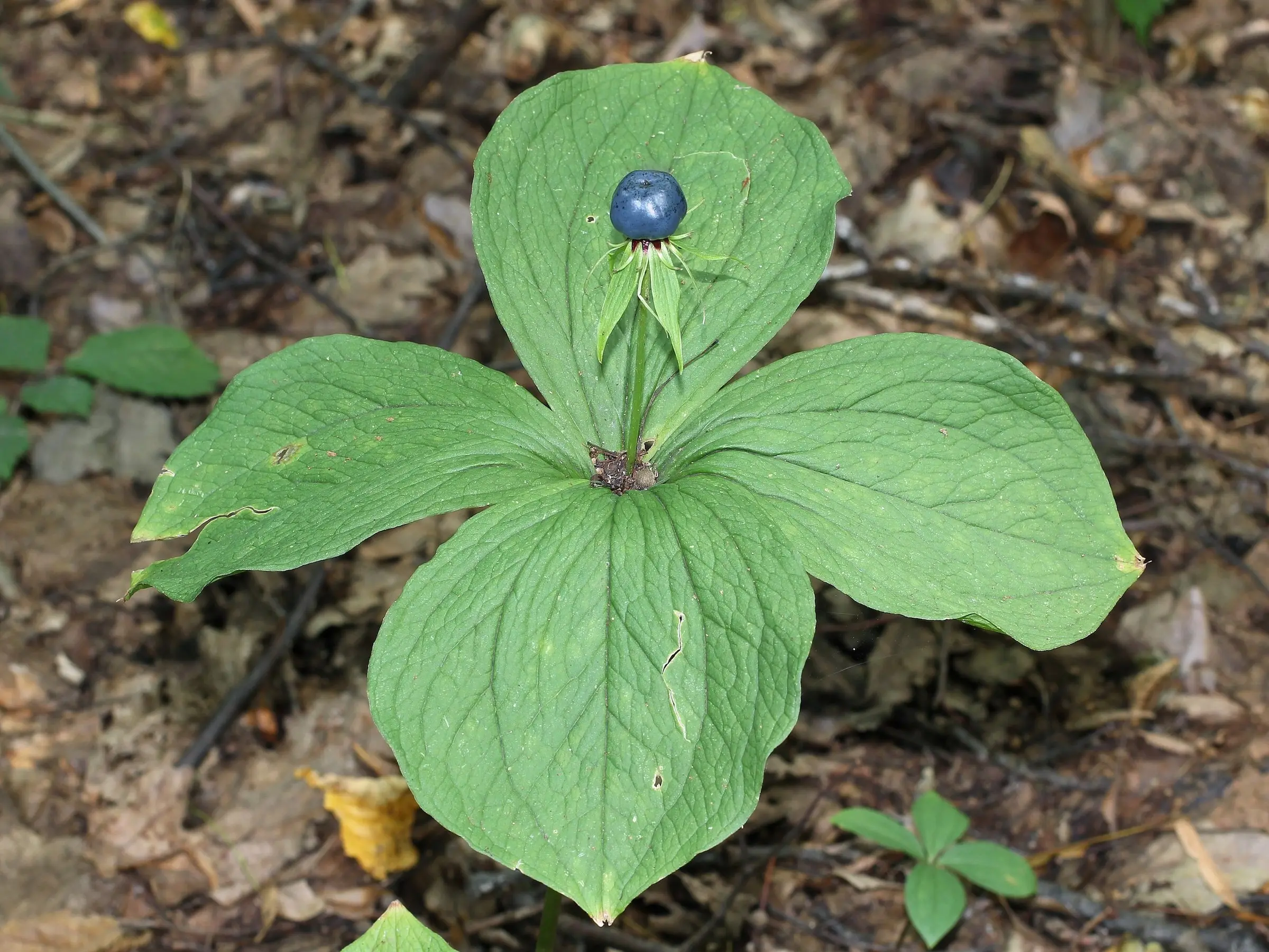 Herb Paris