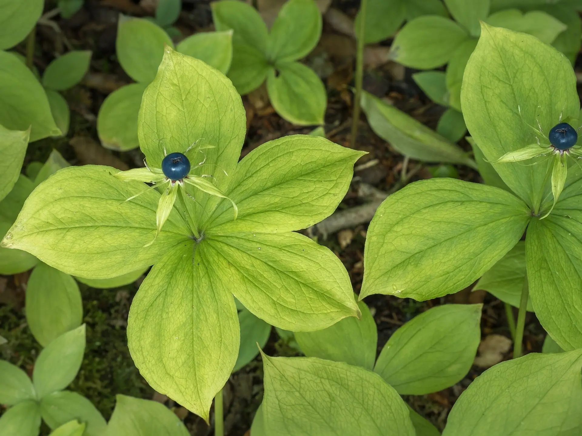 Herb Paris