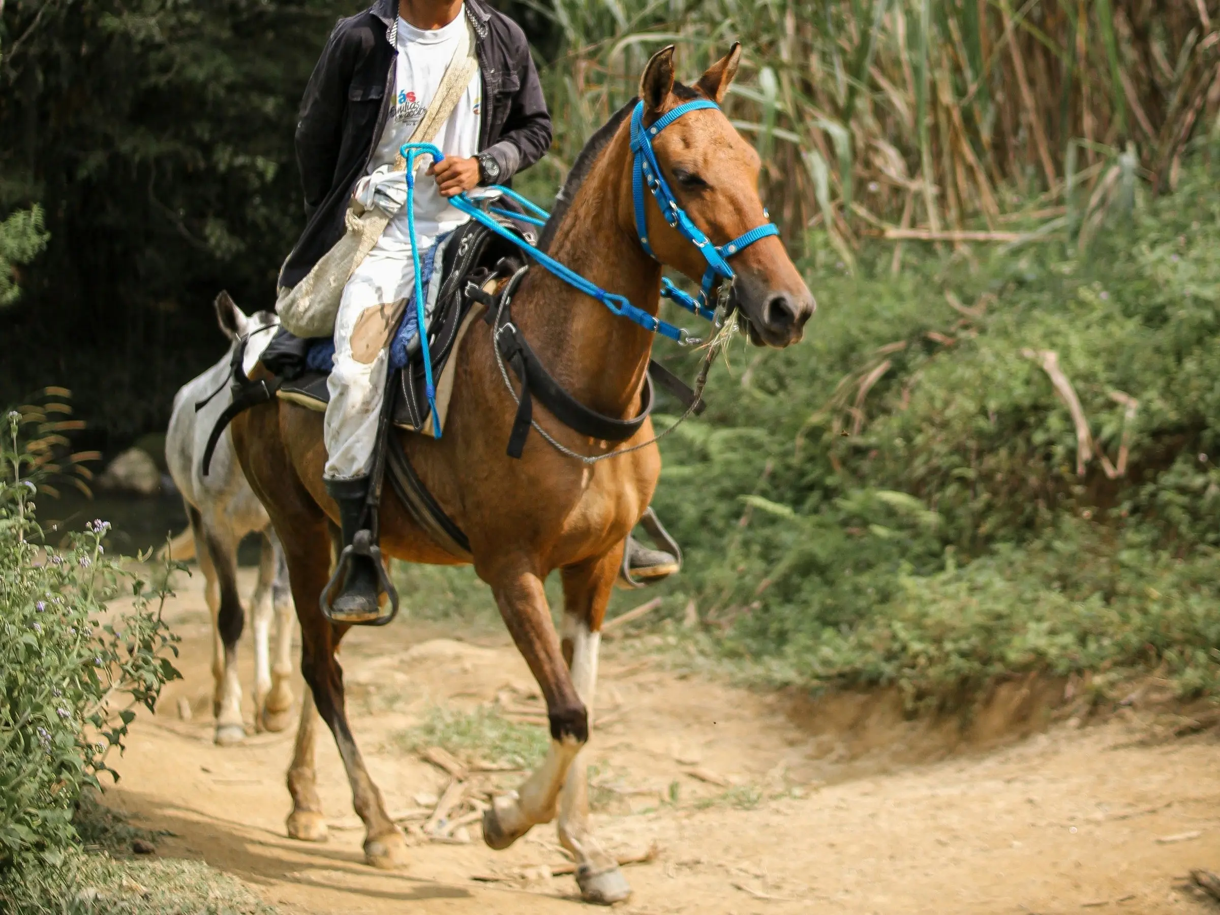 Paso Fino Horse