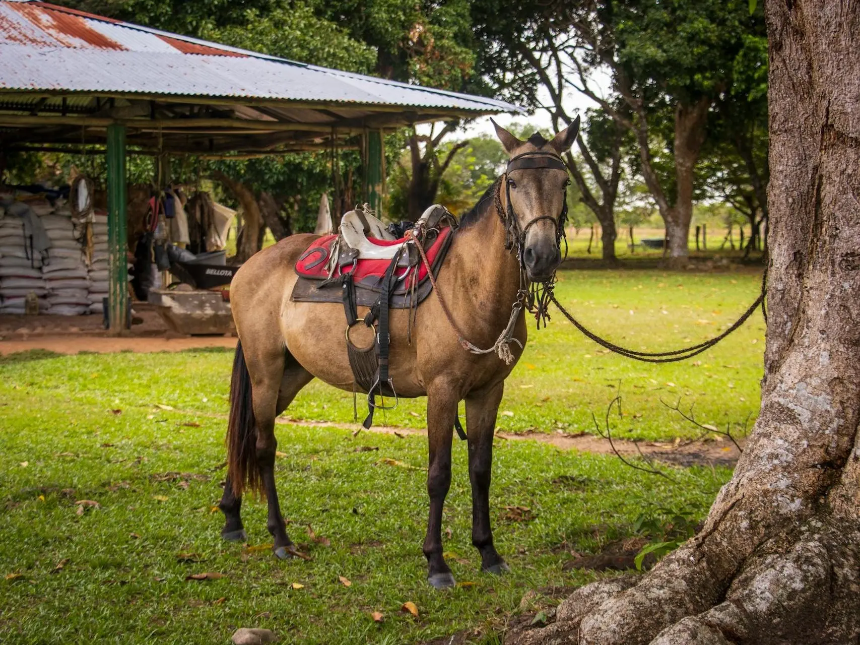 Paso Fino