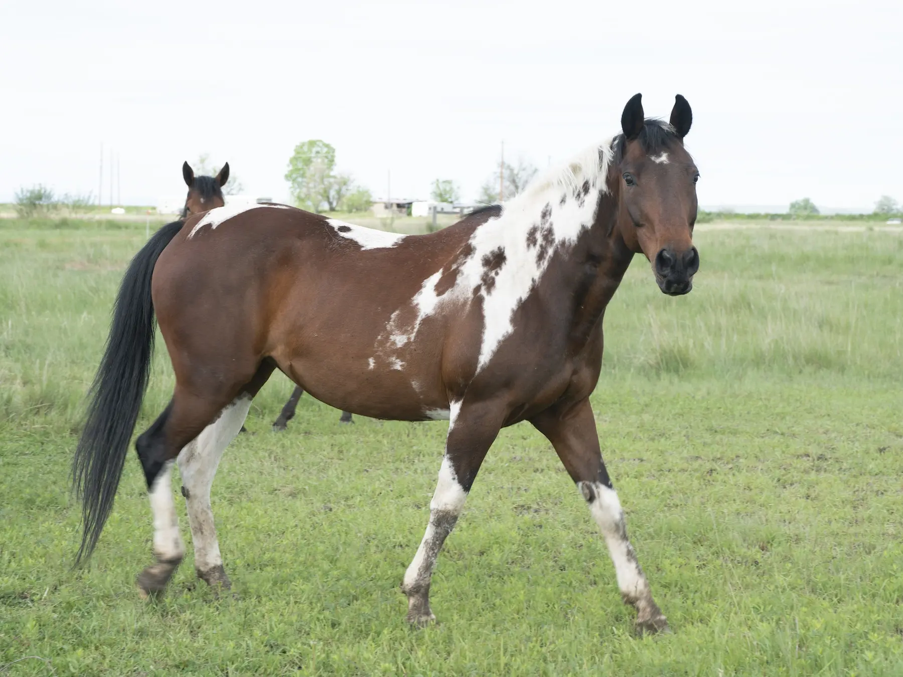 Horse with paw prints