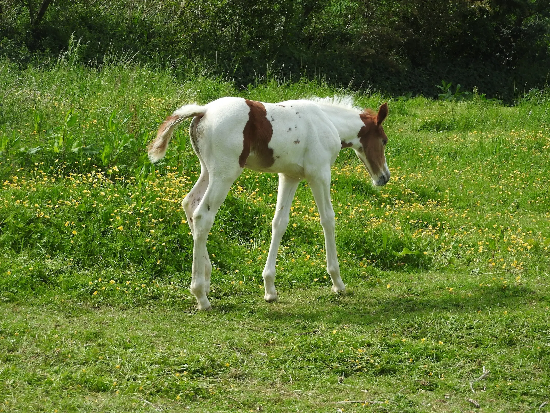 Horse with paw prints