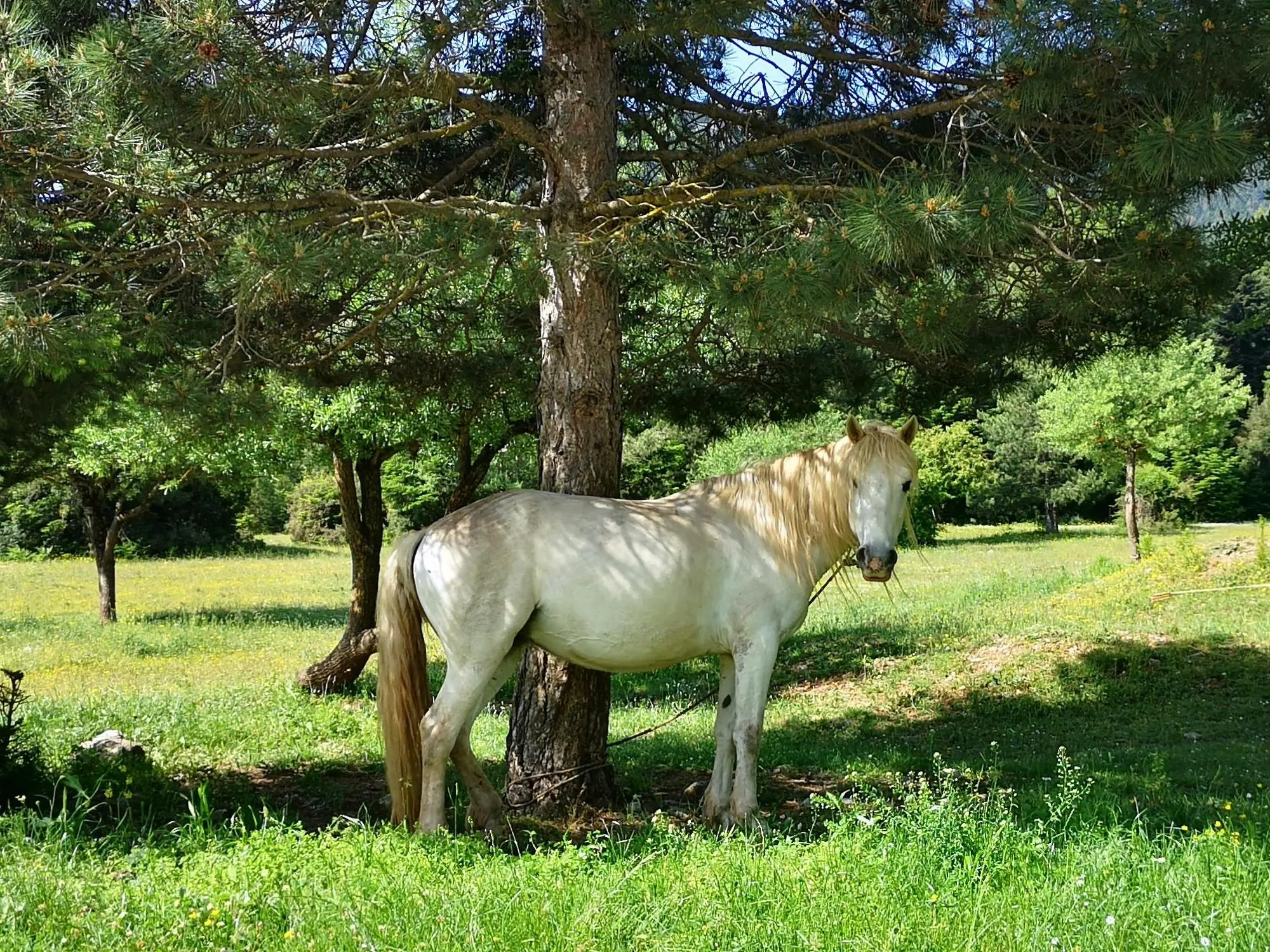 Panela