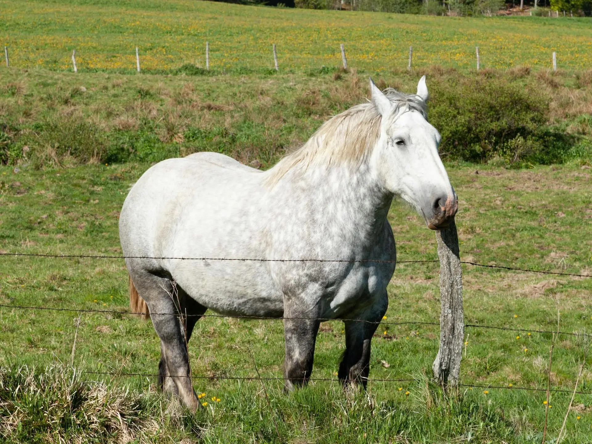 Percheron Horse 