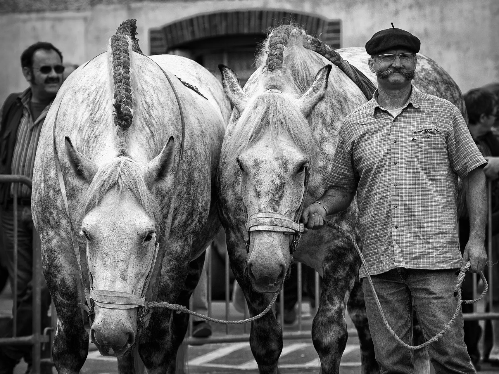 Percheron Horse 