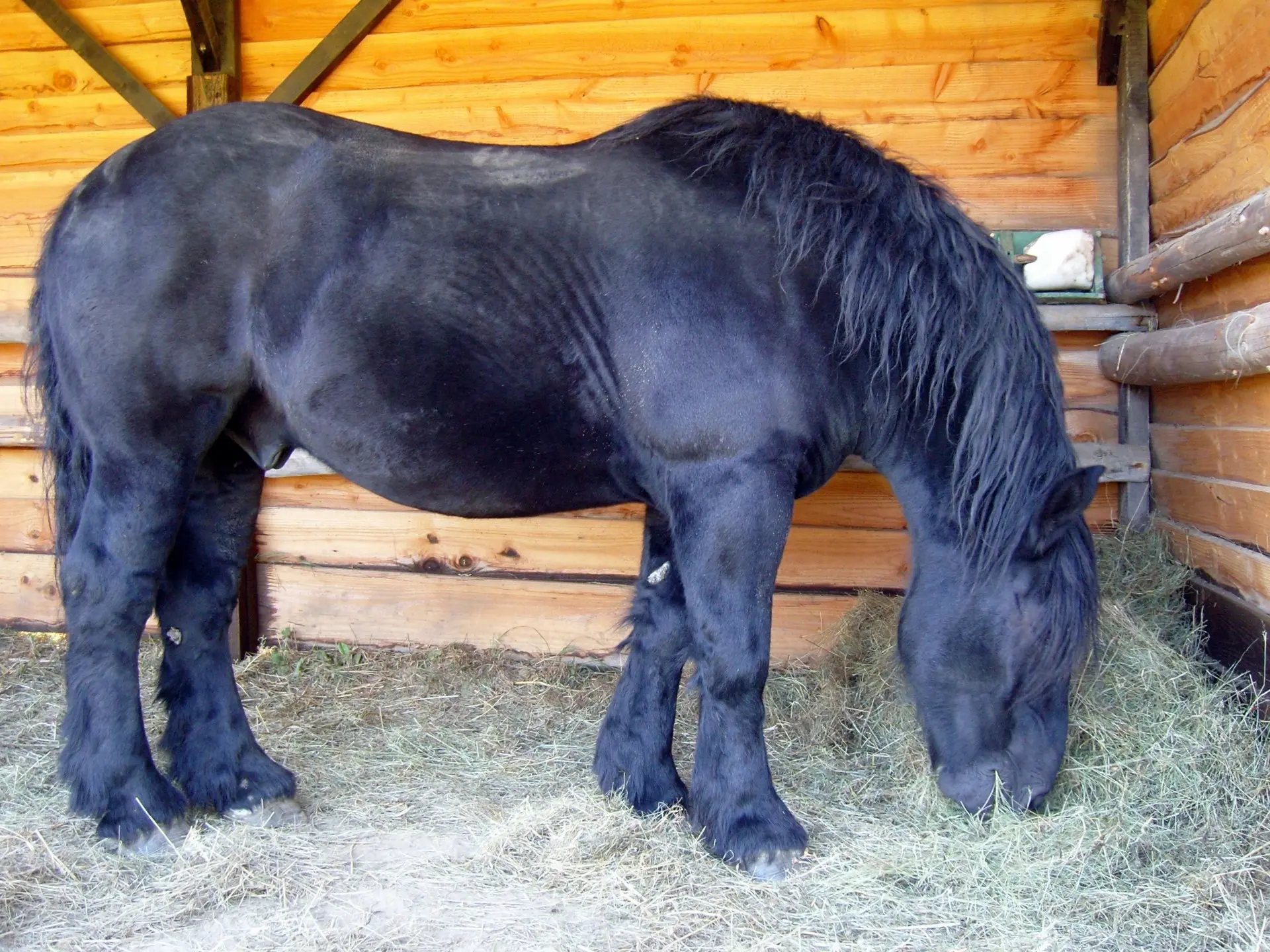 Percheron Horse 