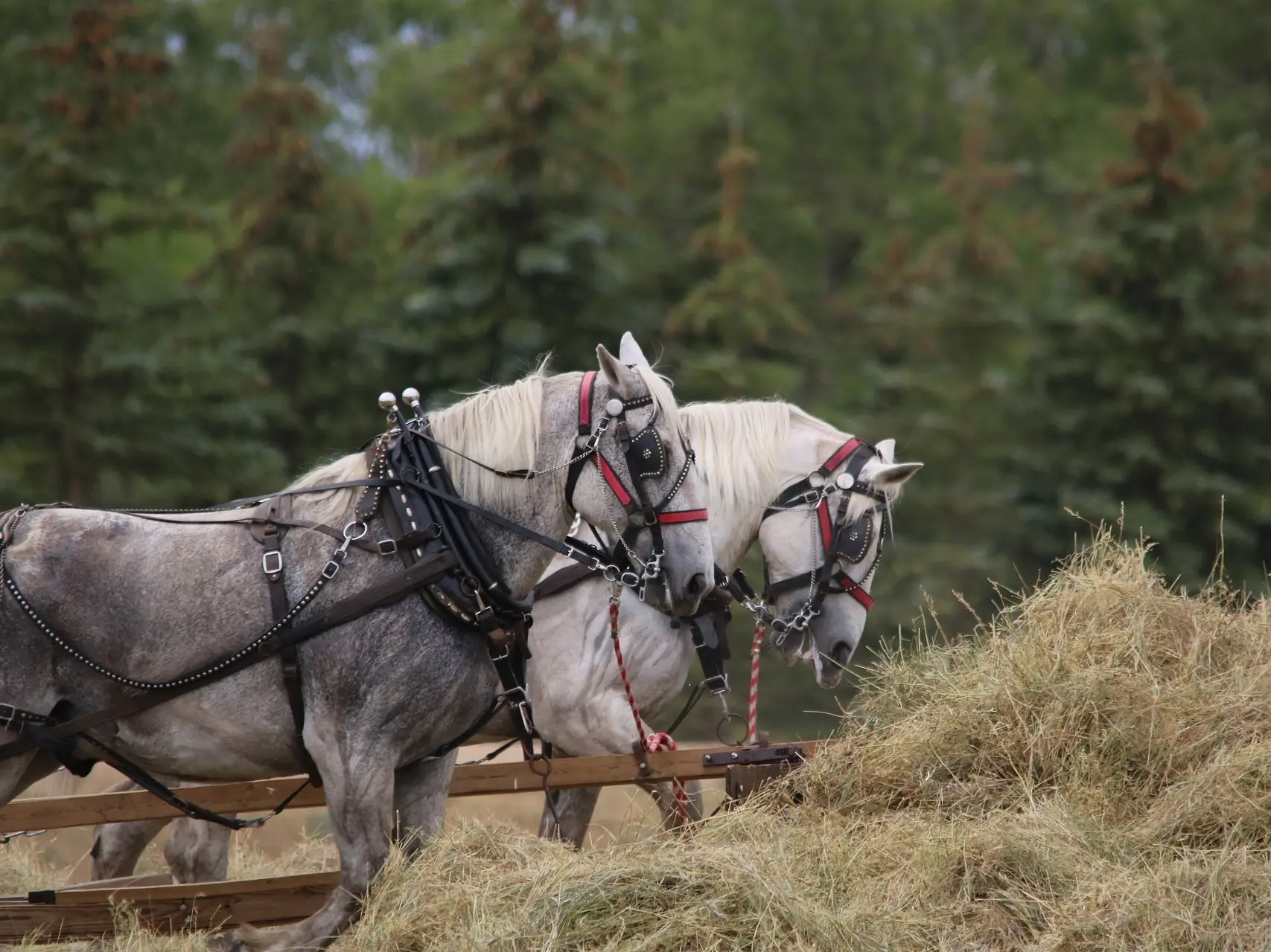 Percheron