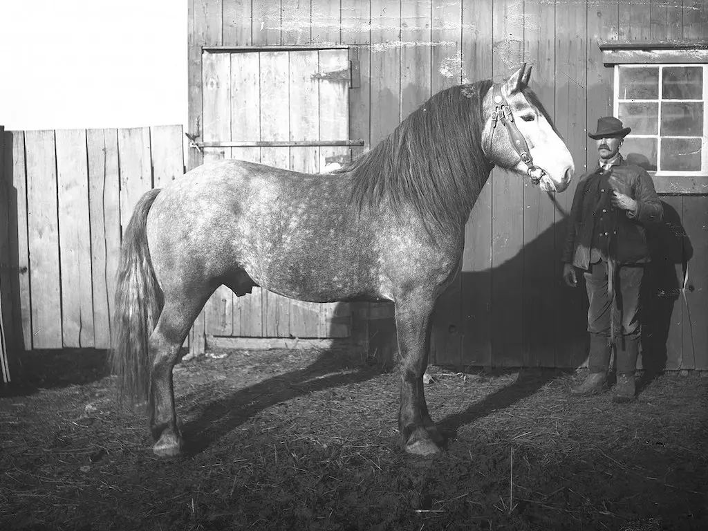 Percheron Horse 