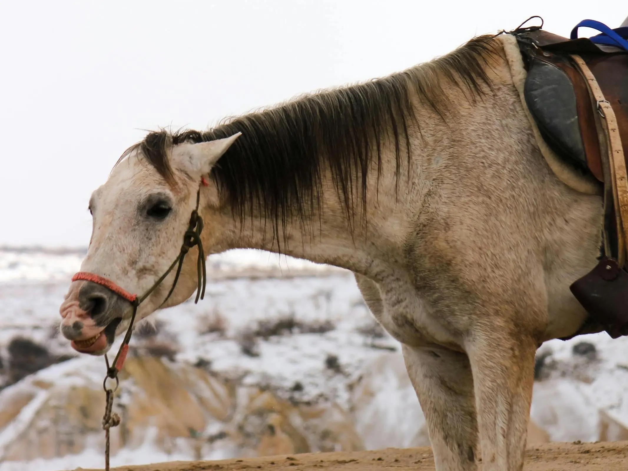 Perkehner Horse