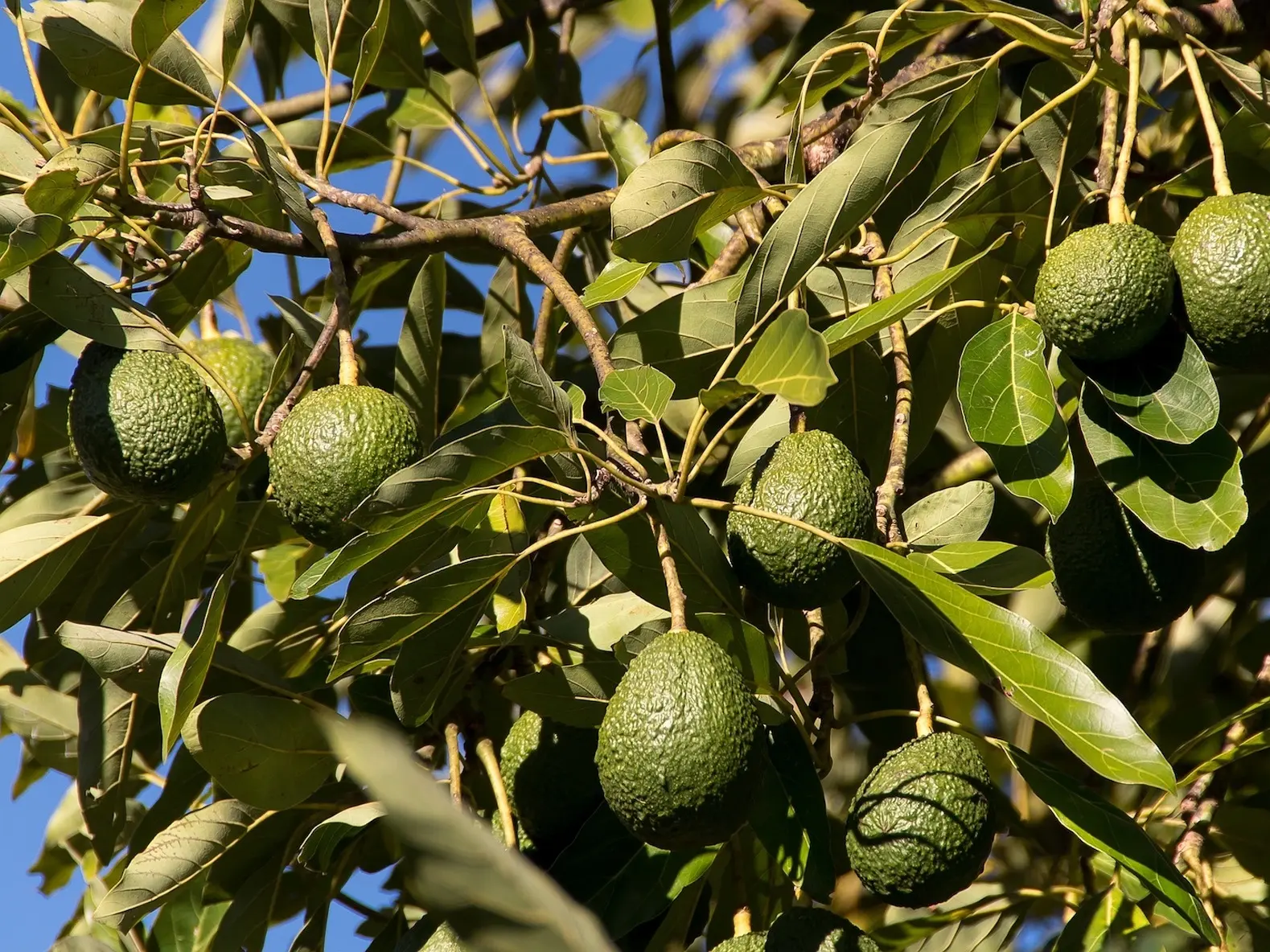 Avocado Tree