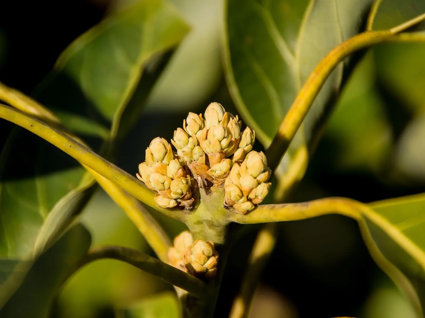 Avocado Tree