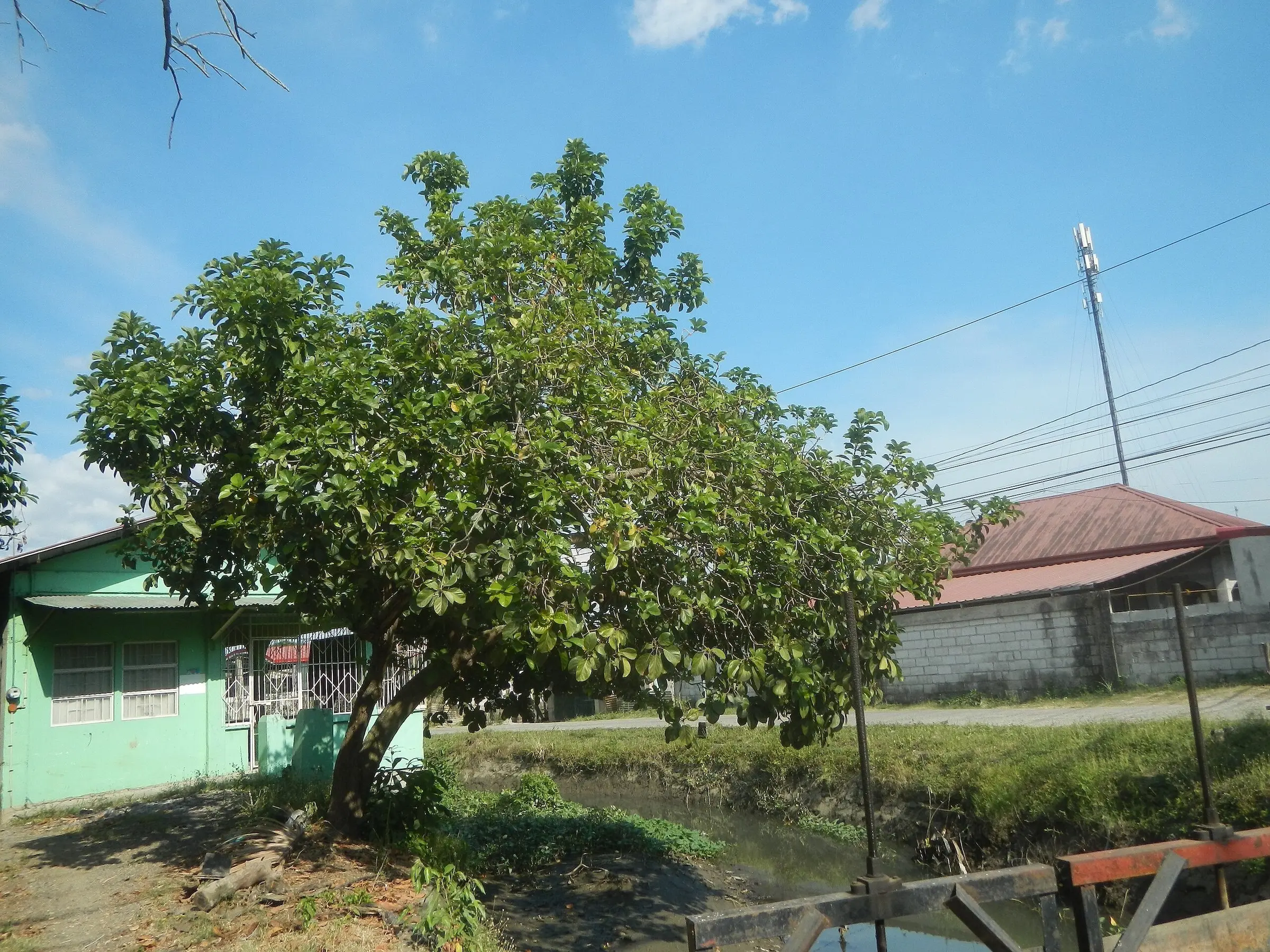 Avocado Tree